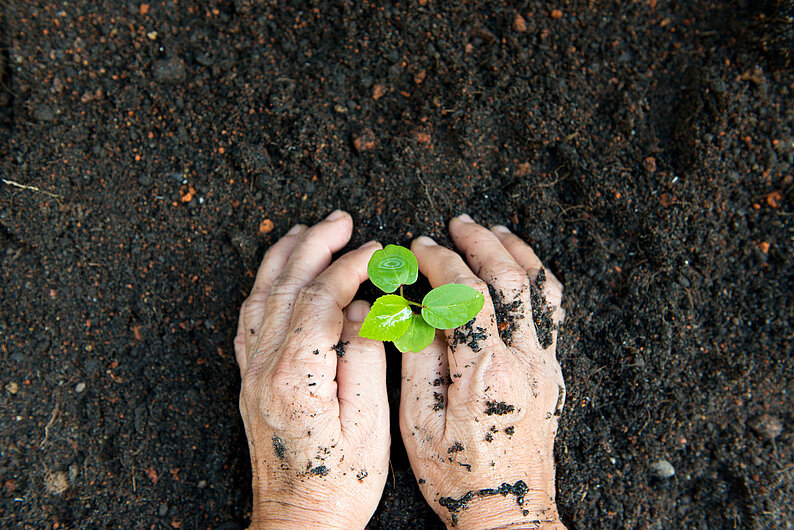 Nachhaltigkeit: Pflanzende Hände